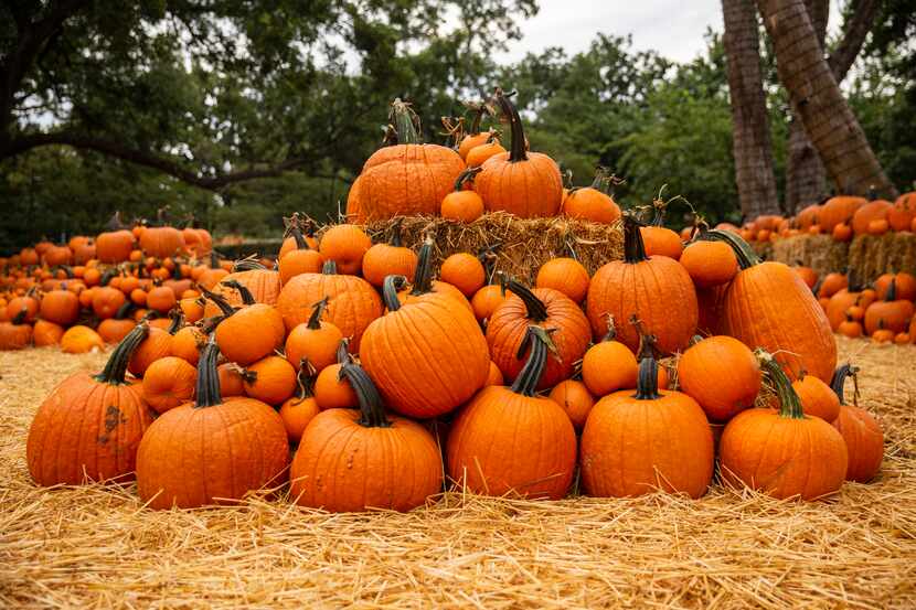 Pumpkins on display at the Dallas Arboretum's Pumpkin Village on Sept. 9, 2020.