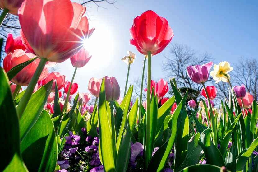 Las flores de primavera están en su apogeo en el Arboretum durante la exposición "Dallas...