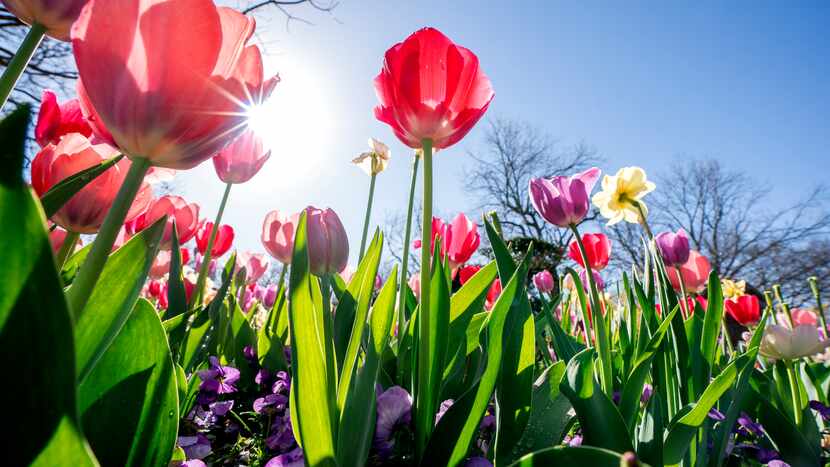 Pink and purple tulips grow among daffodils during the Dallas Blooms festival at the Dallas...