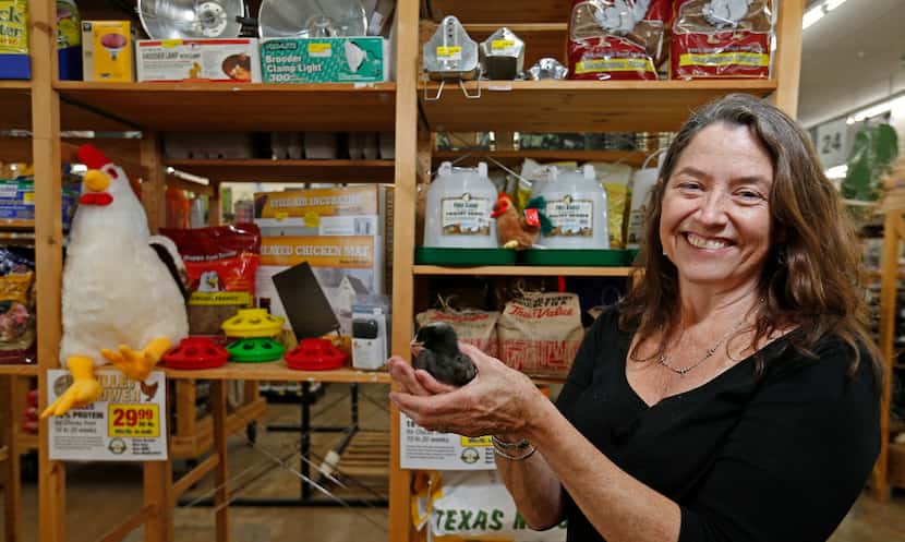 Owner Sharon "Boots"Â Anderson poses for a photograph with a baby chick that is for sale at...