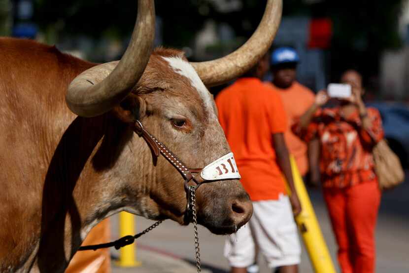  University of Texas mascot Bevo, at Union Station in April 2014. The Longhorn mascot is ill...
