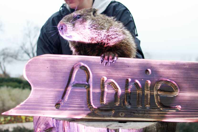 Arboretum Annie emerges and is presented to the crowd at the Dallas Arboretum on February 2,...