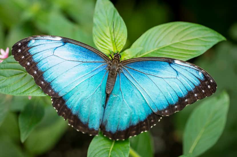 Una morpho azul, una de las mariposas más atractivas que estarán en la exhibición de estos...
