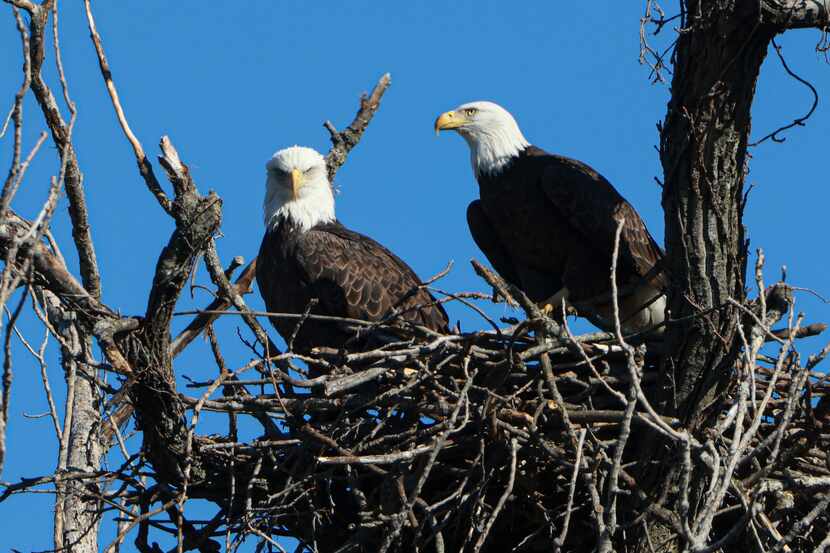 A pair of bald eagle sit in a nest, Monday, Nov. 28, 2022 at White Rock Lake in Dallas. The...