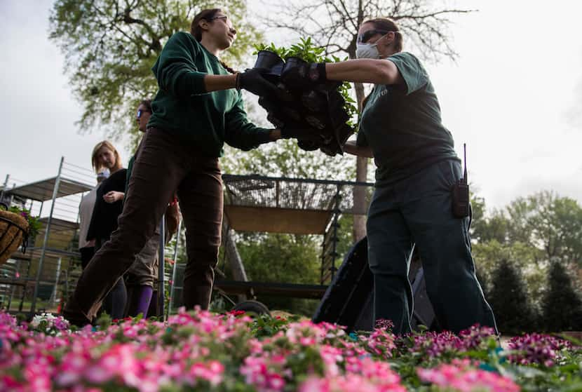 Renee Head and Dorothy Cockreham of the Dallas Arboretum horticulture team unload plants for...