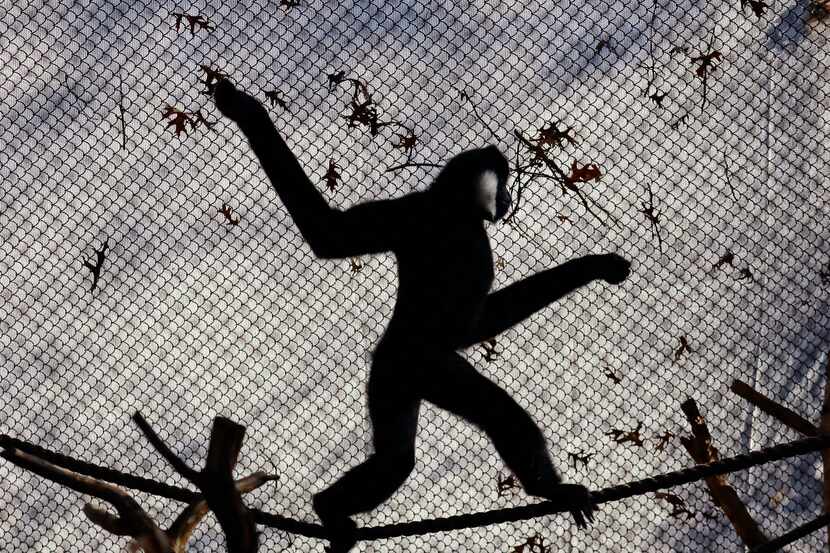 A male white-cheeked gibbon monkey walks across a rope in its enclosure at the Dallas Zoo,...