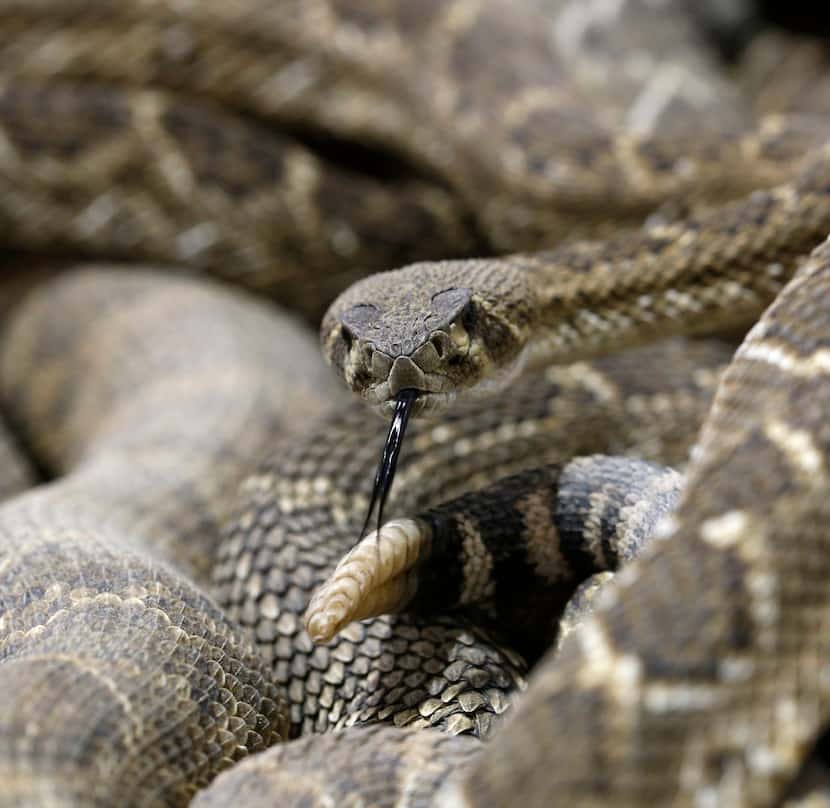 Rattlesnakes are among the dangerous snakes to look out for. (Nathan Hunsinger/Staff...