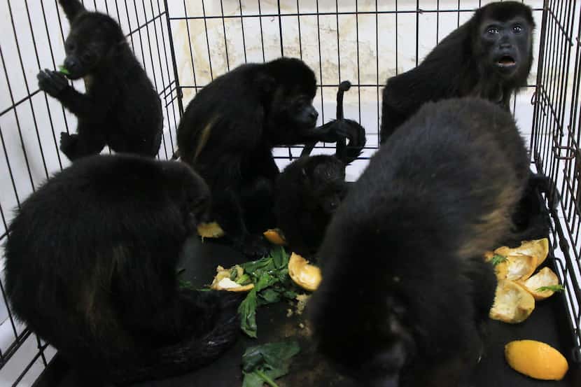 Monos aulladores sentados en una jaula en una clínica veterinaria después de ser rescatados...