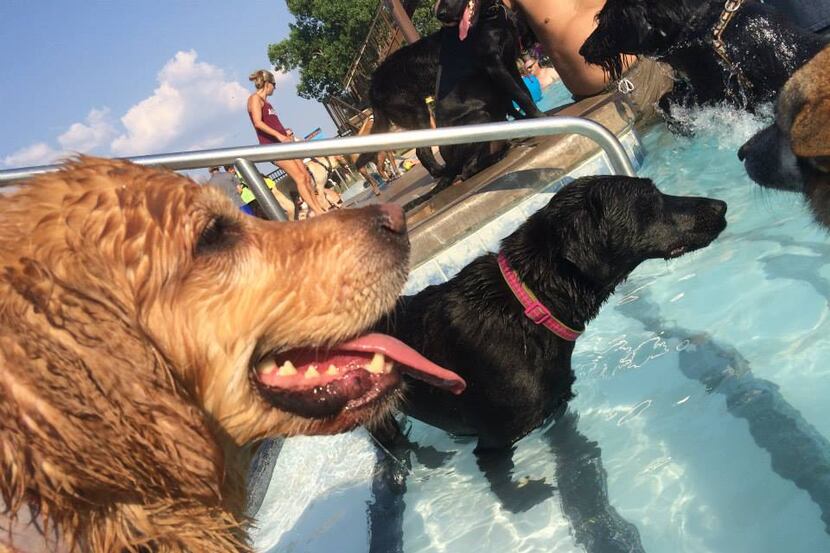 This year's Pooch Plunge is Sunday at Wet Zone in Rowlett.