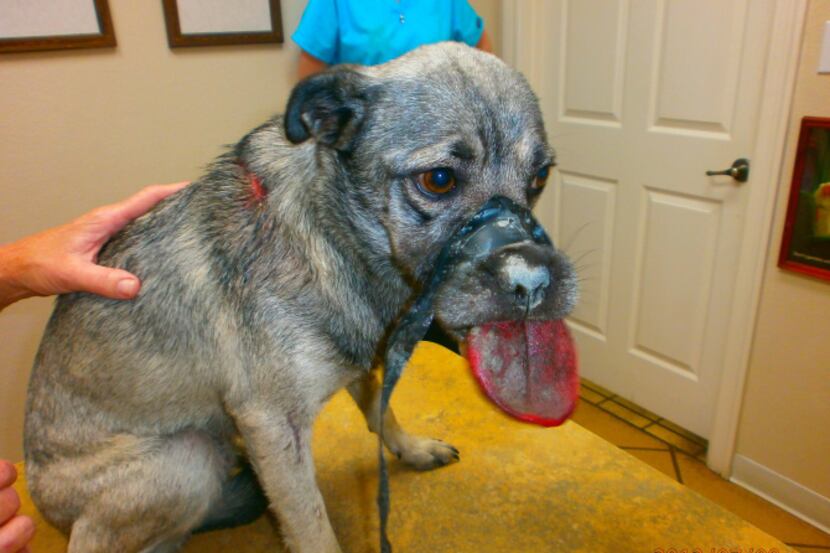 When she was found last year, Hope was suffering from numerous stab wounds, her mouth taped...