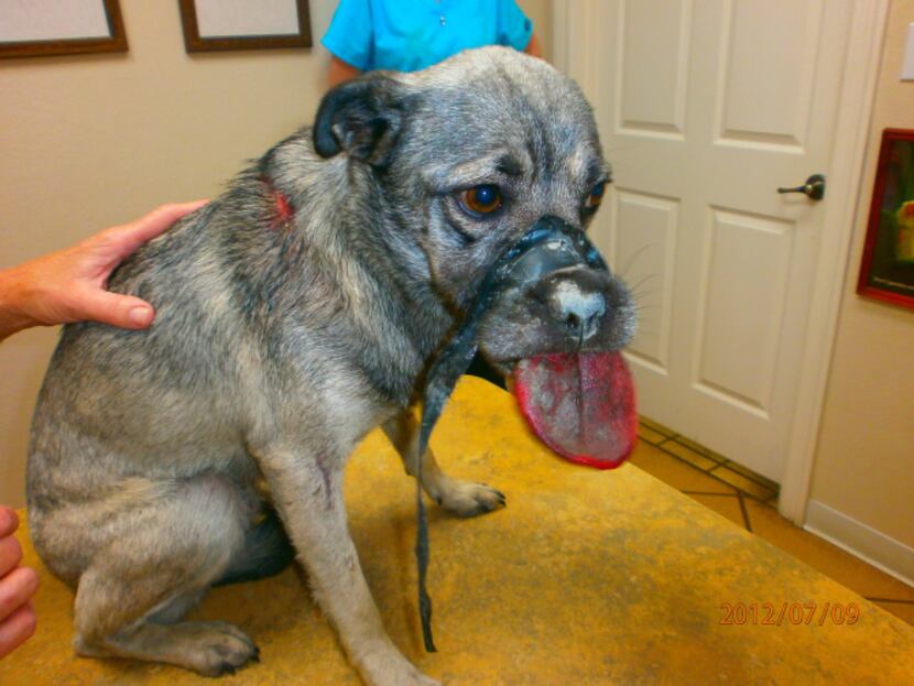 When she was found last year, Hope was suffering from numerous stab wounds, her mouth taped...