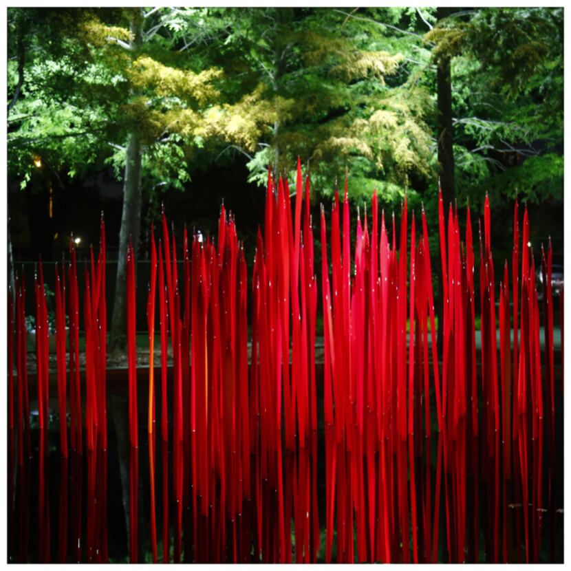 Red Reeds are illuminated during Chihuly Nights at the Dallas Arboretum. Photographed with a...