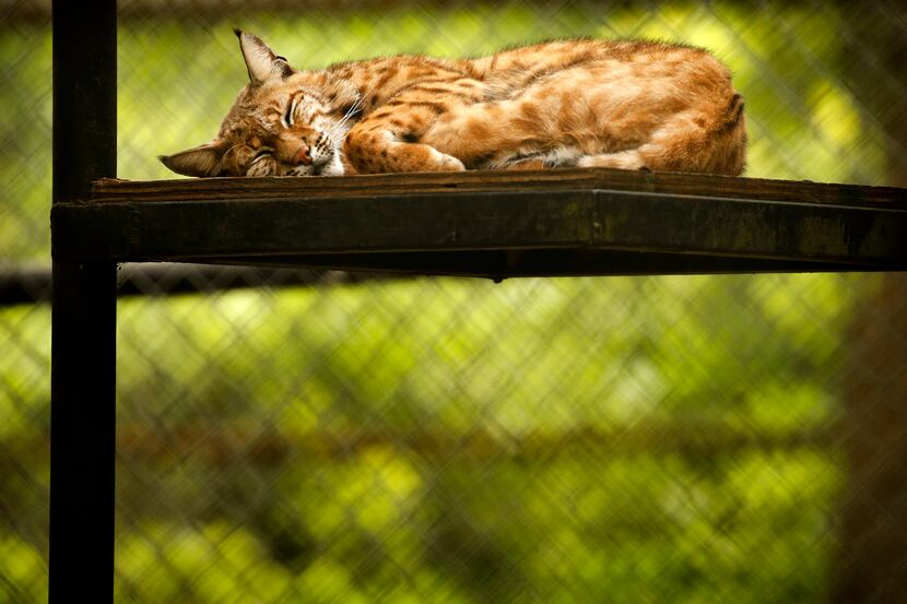 A bobcat naps at In-Sync Exotics in Wylie, Texas, Friday, May 15, 2020.