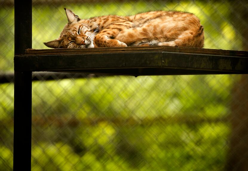 A bobcat naps at In-Sync Exotics in Wylie, Texas on May 15, 2020.  (Tom Fox/The Dallas...
