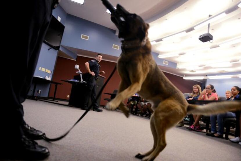 
Richardson Police officers show students how Max, a Belgian Malinois, is able to track...