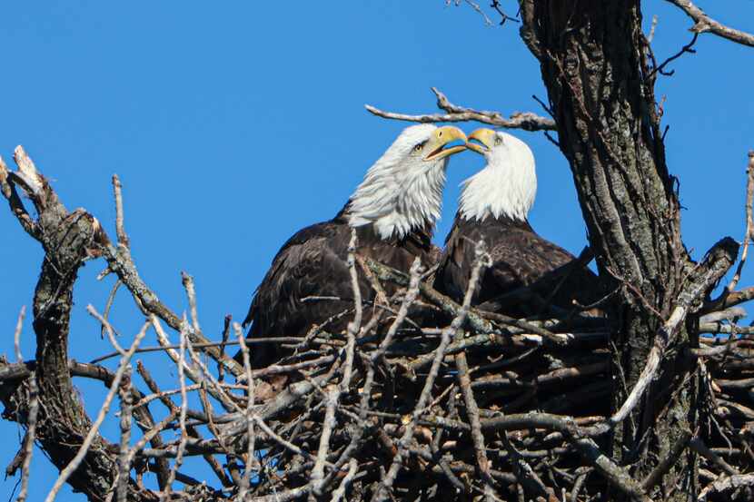 A pair of bald eagles in their nest, Nov. 28, 2022 at White Rock Lake in Dallas. One of the...