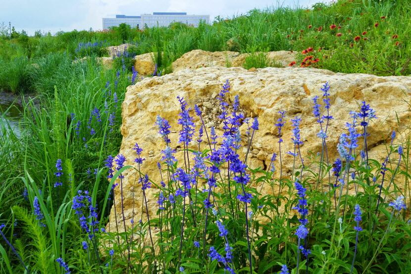 The 14-acre Bluestem Park in Fort Worth was restored to its original Blackland Prairie...