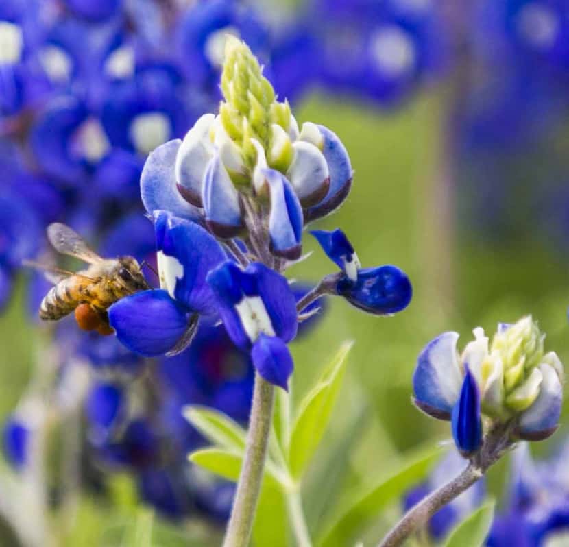A bee chose a bluebonnet near the intersection of Mountain Creek Parkway and South Walton...