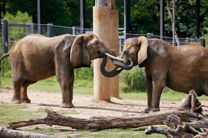 
Mama (left) played with Gypsy, a younger member of the Dallas Zoo’s all-female herd, last...