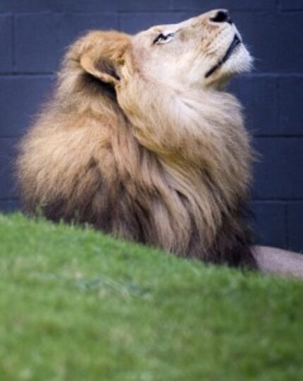  Kamau, a 10-year-old African lion, rests in the shade at the Dallas Zoo on Thursday, July...