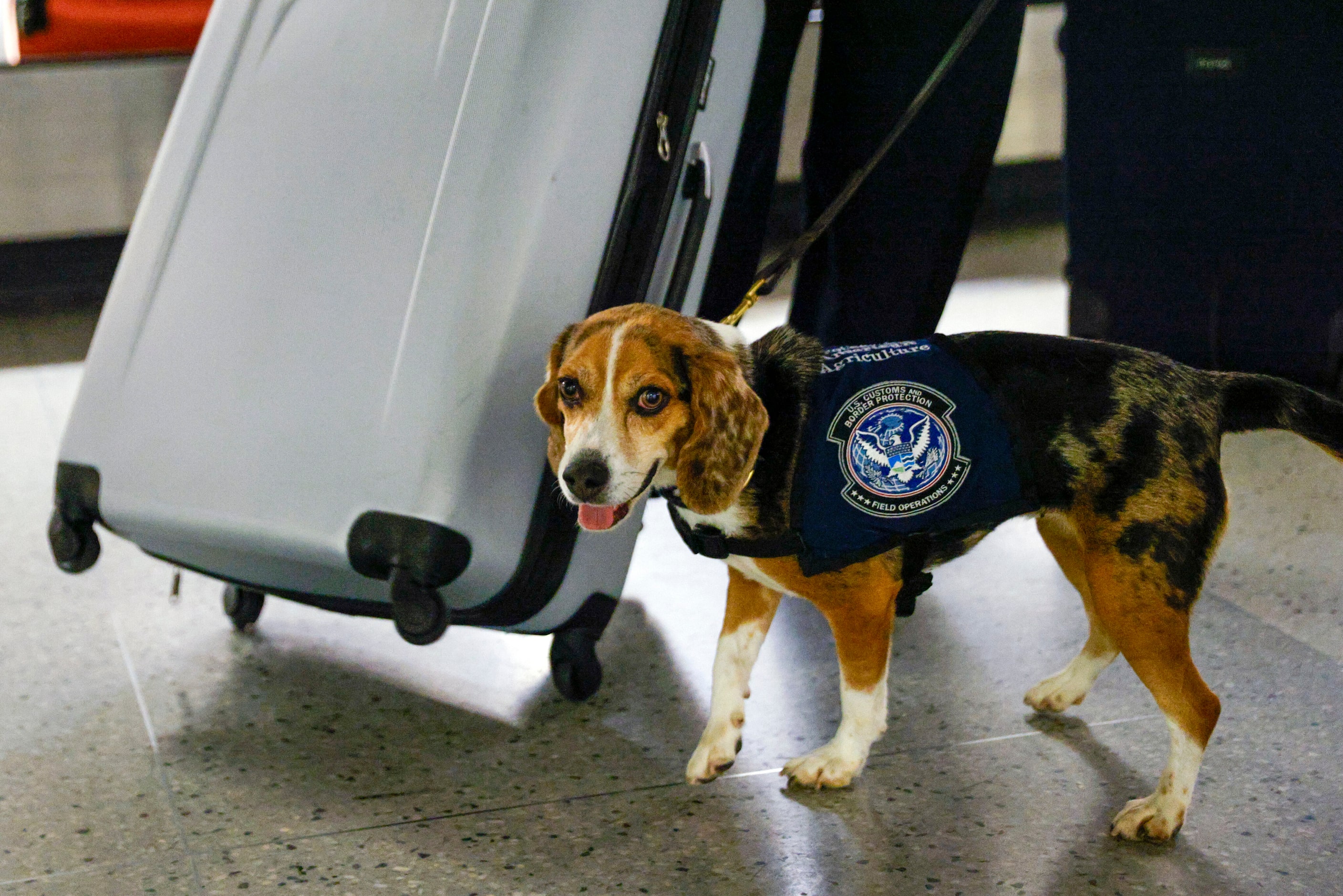 Agriculture detection K-9 Merla, a 4-year-old beagle, stands alongside a suitcase after...