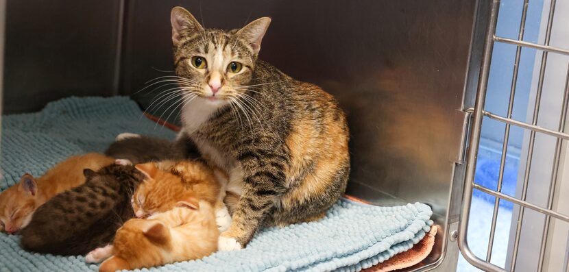 Luna Bella watches over her five kittens in the nursery facility of Operation Kindness.