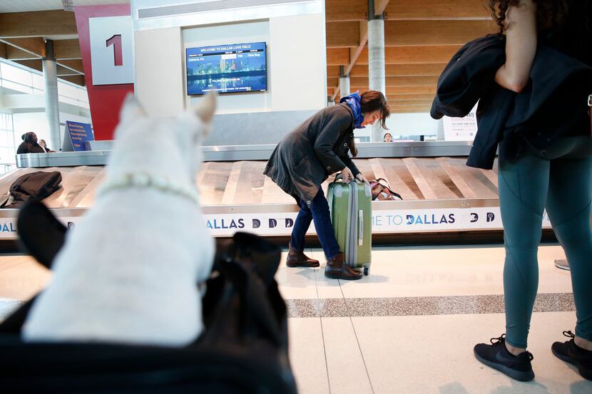 Nancy Burky gets her bag from from the carousel while her chihuahua, Swanee, who travels as...