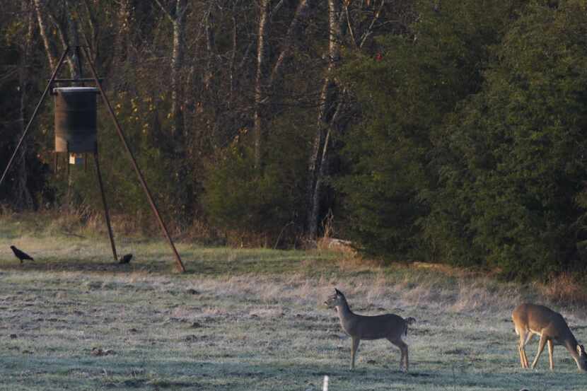 Two does graze for food in the early morning hours on the property of Glenn McClain, 66, a...