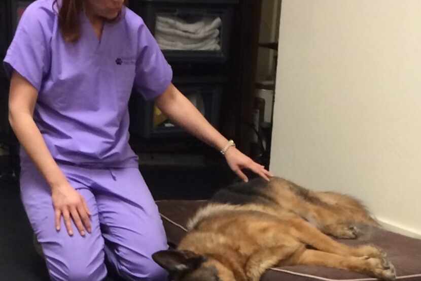  Registered nurse Stacey Minshall received her certification to offer canine massages about...