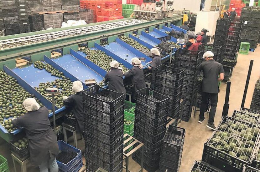 Una planta de procesamiento y empaque de aguacates en Tancítaro, Michoacán.