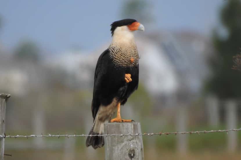 A crested caracara turned up in Galveston around Thanksgiving of last year. The bird, one of...