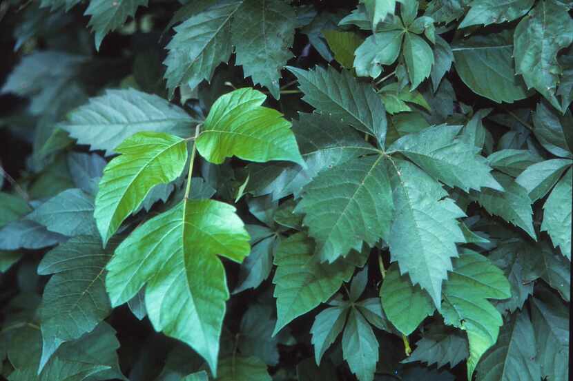 Poison ivy (left) looks similar to the harmless Virginia creeper (right), but it has three...