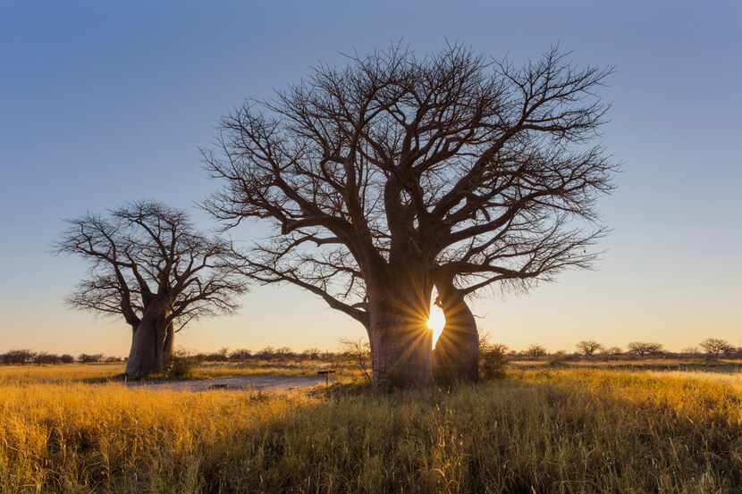 The sun rises behind a baobab tree in Botswana.