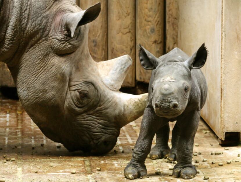 A two-day old black rhinoceros baby stands next to its mother at the zoo in Krefeld,...