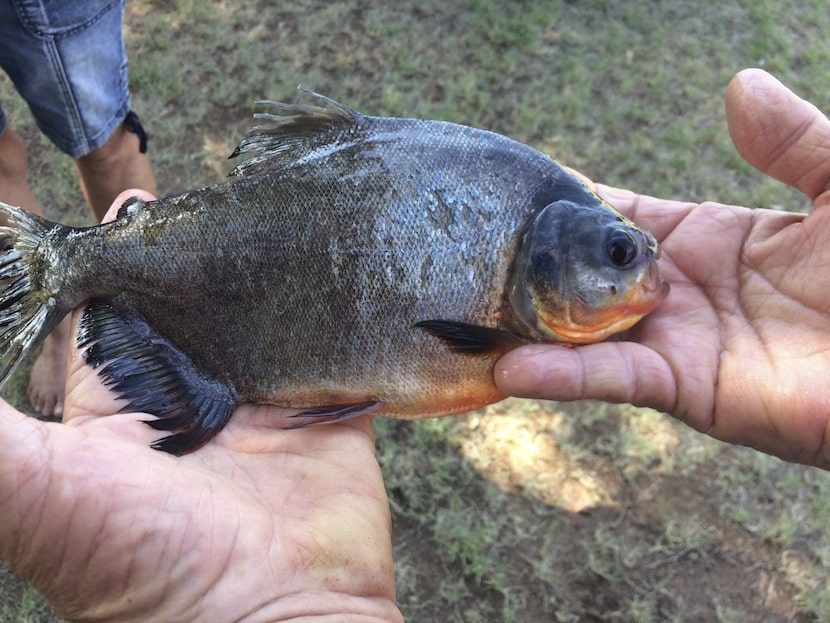 A pacu that was caught in a southern Oklahoma lake is pictured in this photo from 2018.