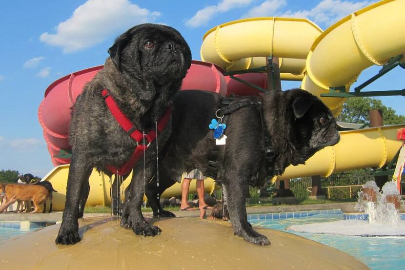 This year's Pooch Plunge at Wet Zone in Rowlett is Sunday.