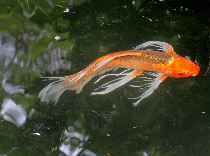 
Large koi are garden inhabitants, suitable living accessories to the ancient Chinese...