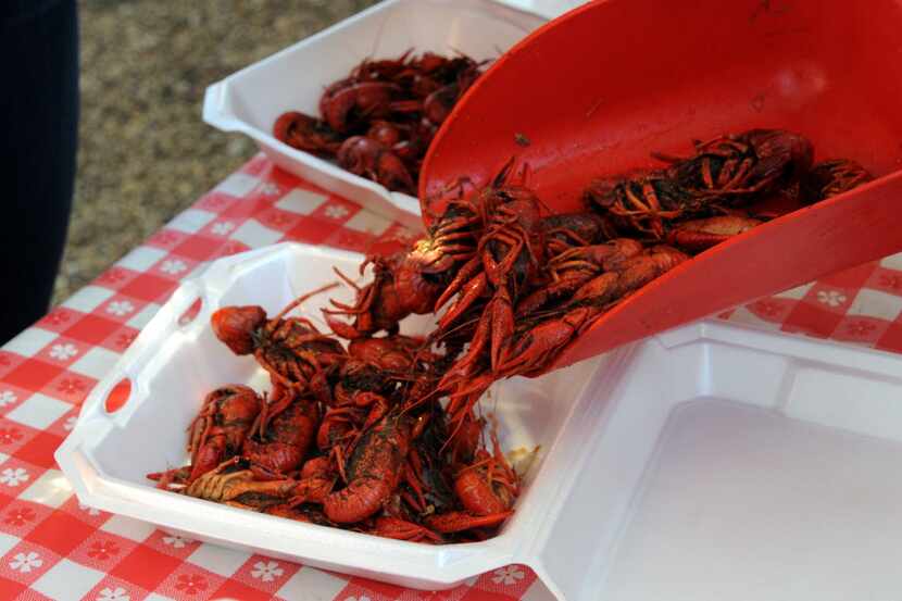 Crawfish are served to guests at the Salute to King Creole Crawfish Festival at Chicken...