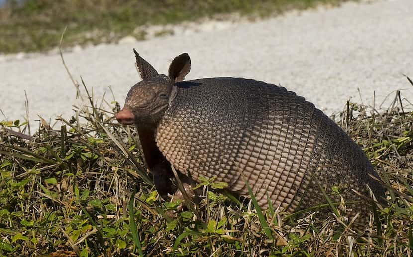 
If you want to get armadillos to move out of your yard, the best strategy is to set up live...