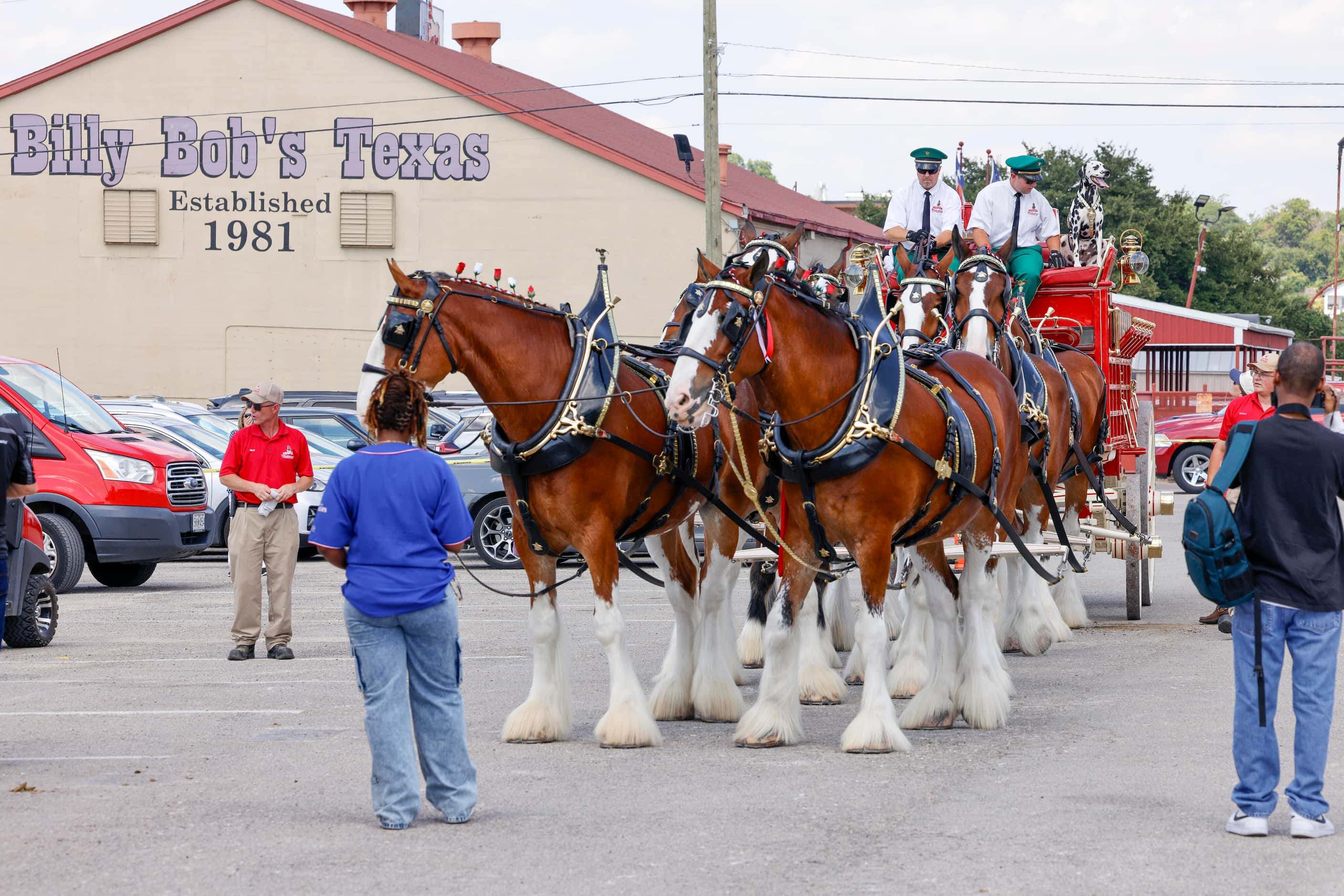 People take photos of the Budweiser Clydesdales as they prepare to make an old-school beer...