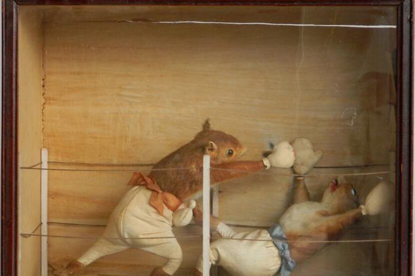 
A series featuring  squirrel pugilists was created by noted English taxidermist Edward Hart...