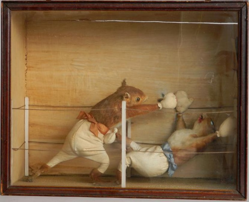 
A series featuring  squirrel pugilists was created by noted English taxidermist Edward Hart...