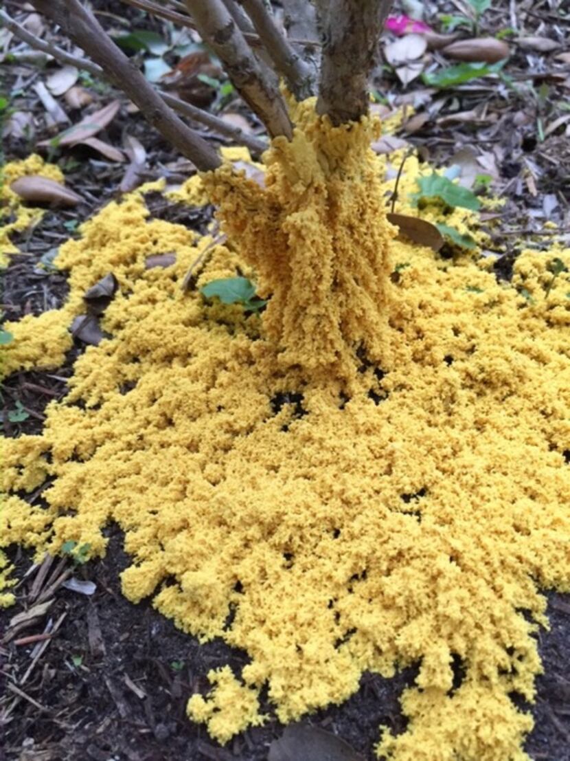 Slime mold grows around the bottom of a tree. Slime mold feeds on dead and decaying organic...