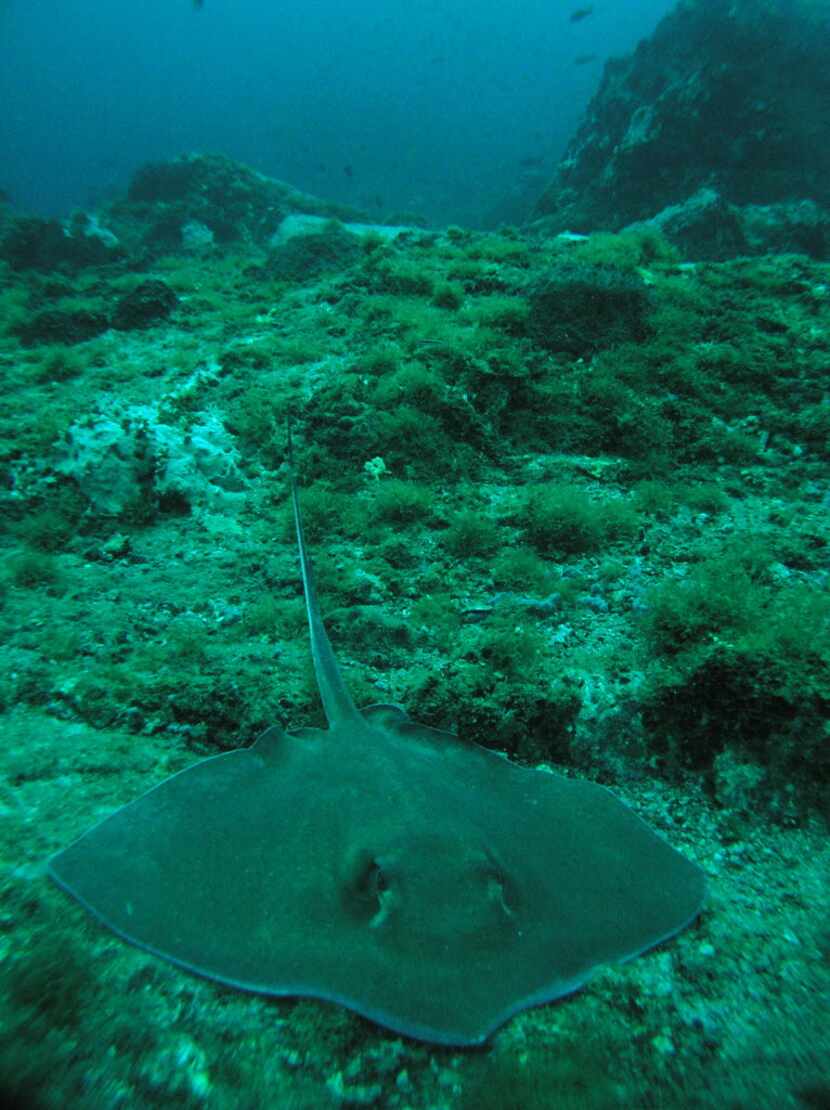 Southern stingrays often rest in the valleys between pinnacles at Stetson Bank near Flower...