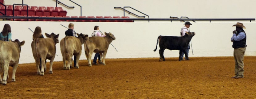 Livestock judge Brandon Callis of Yukon, Okla., inspected cattle during the Braunvieh Cattle...