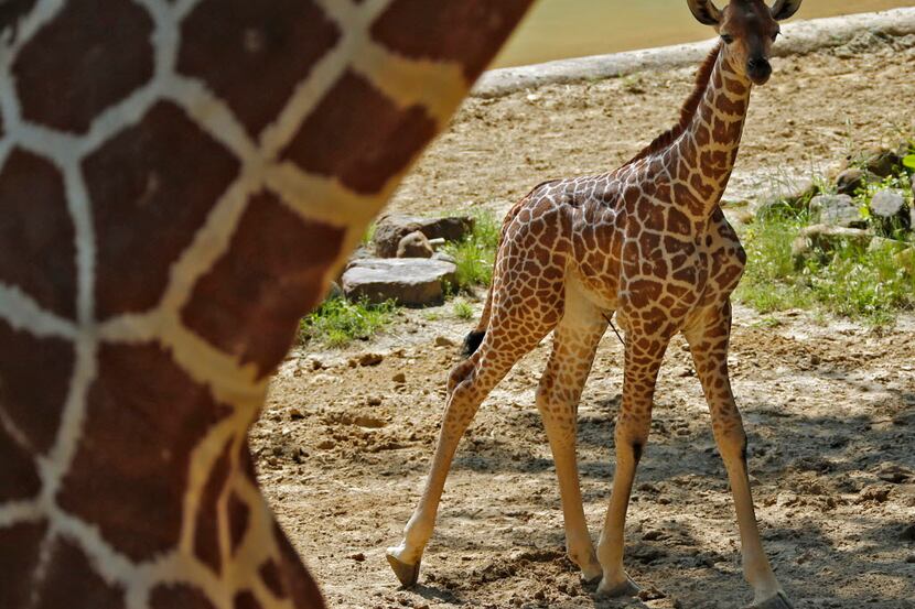 Kipenzi the baby giraffe is unveiled for the public at the Giants of the Savannah exhibit at...