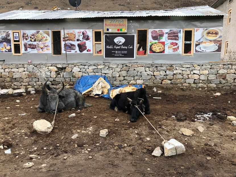 Animals are tied up outside the world's highest bakery, located at approximately 16,600 feet...