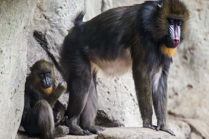 Baby Mandrill Obi and his mother Saffron at the Dallas Zoo on Wednesday, January 21, 2015 in...