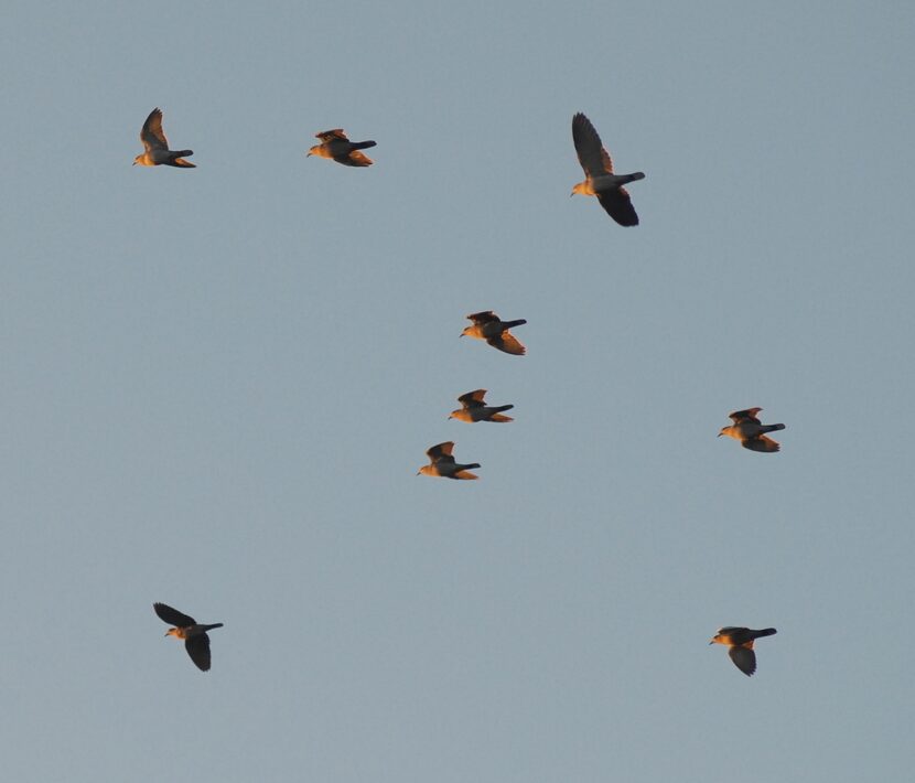 Doves are among wingshooting's most challenging targets. Texas dove hunters may bump into...