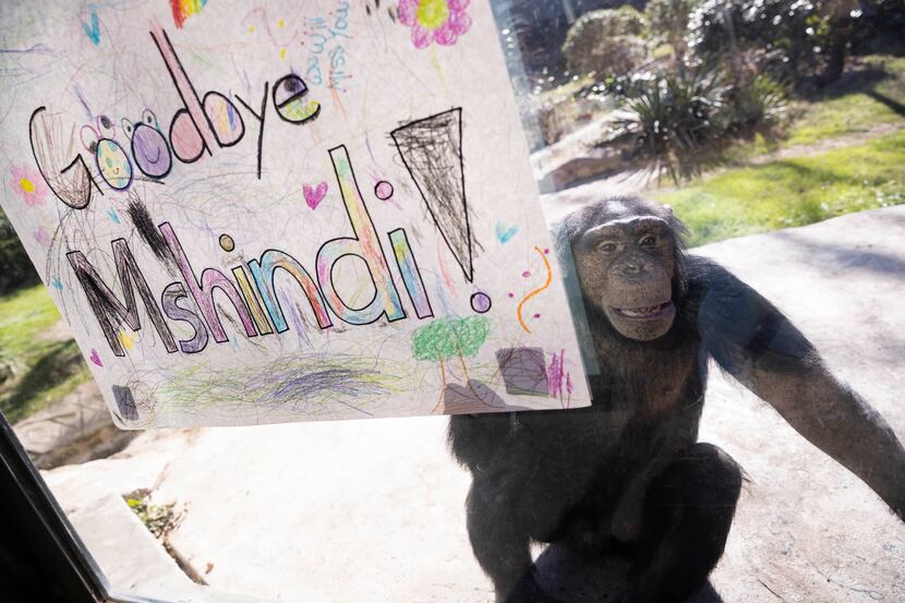 Mshindi walks up to his goodbye sign during his going-away party at the Dallas Zoo habitat...